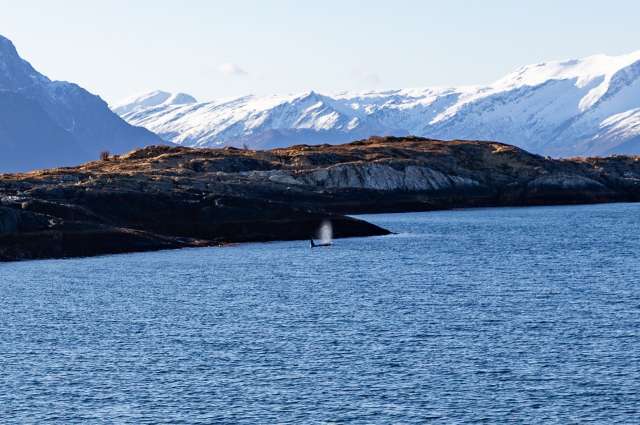 Walsichtung vor der Küste – ©Barbara Harbecke