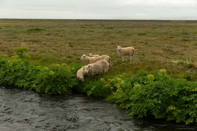 Manchmal begegnet man Schafen in der weiten Landschaft
