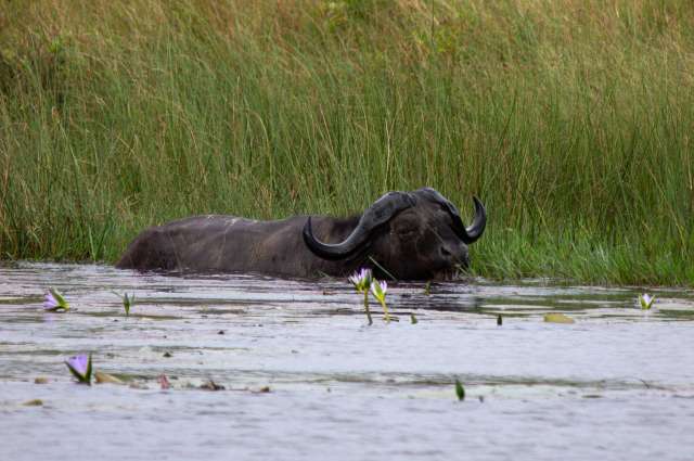 Imposanter Vertreter der Big Five: Büffel
