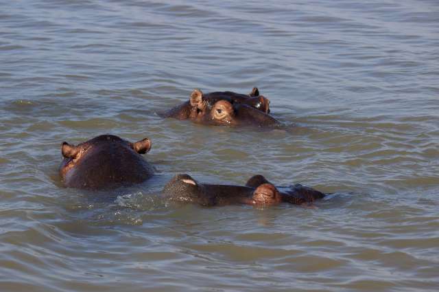 Begegnung mit den Hippos: iSimangaliso Wetland Park