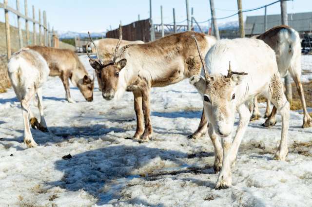 Besuch bei den Rentieren