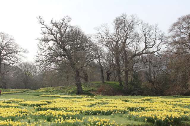 Narzissenwiese im Bodnant Garden