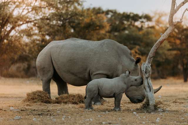Nashörner in einer Lodge nahe des Etosha Parks