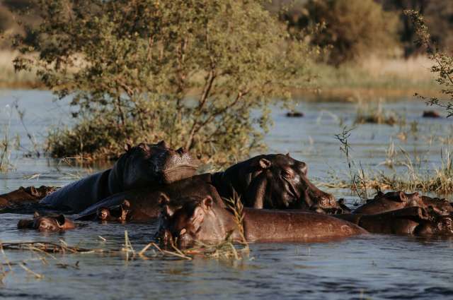 Hippos im Caprivi Streifen