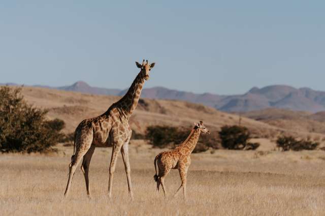 Giraffen und weite felsige Landschaften im Erongo Gebirge
