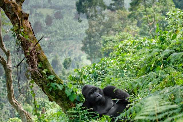undurchdringliche Heimat der Berggorillas: Bwindi