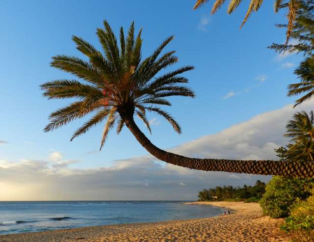 Weiter Palmenstrand: Oahu