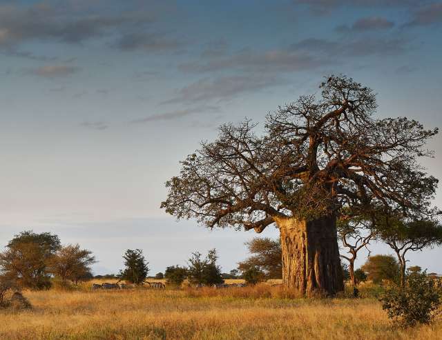 Land der Baobabs: Provinz Limpopo