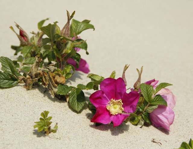 "Sandrosen": Reisefoto von