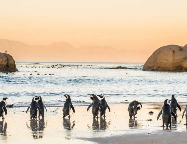 Afrikanische Pinguine