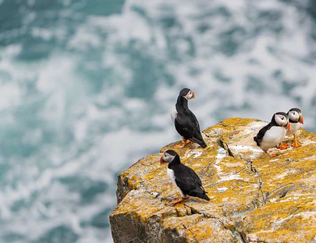 Papageitaucher in Elliston