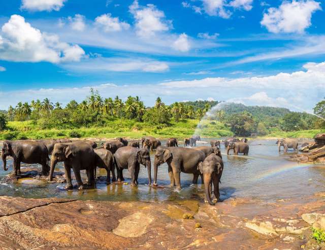 Elefantenherde im Elefantengarten Pinnawala