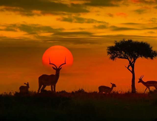 Reservat der Superlative: Krüger Nationalpark