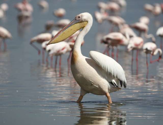 Brutstätte für Pelikane: Nata Bird Sanctuary