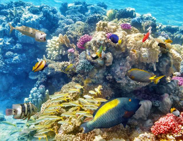 Great Barrier Reef: Weltnaturerbe