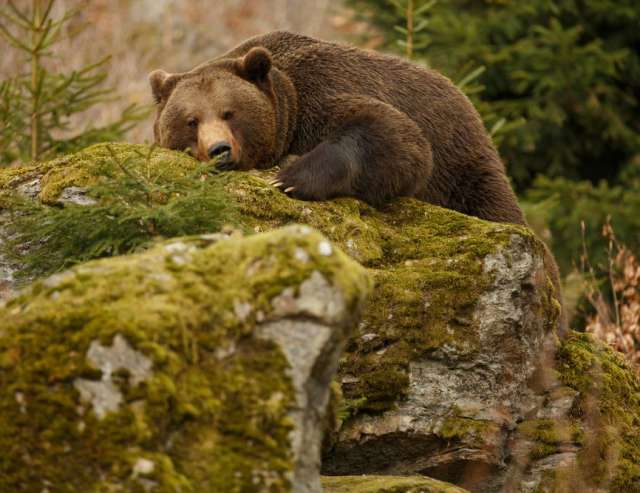 Braunbären im Hochgebirge: Abruzzen
