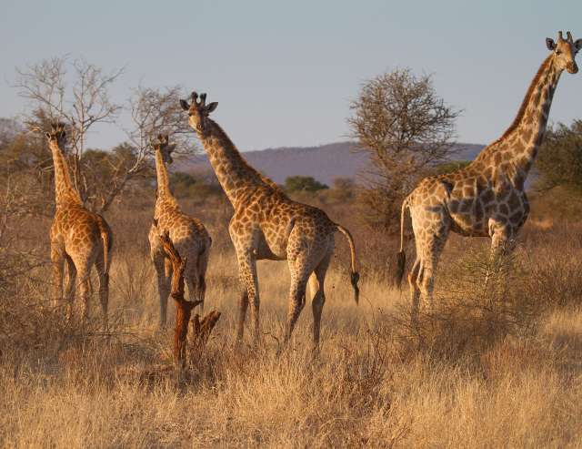 Madikwe-Reservat in der Northern Province