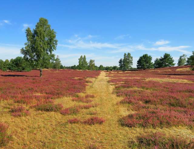 Heidelandschaft im Wendland