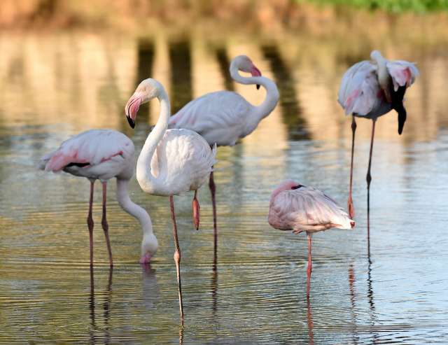 Rosa-weiße Flamingos in Tansania