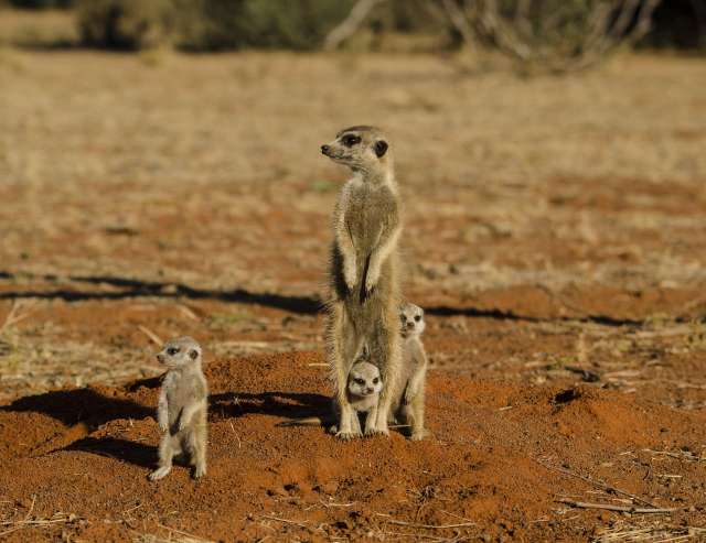 Erdmännchen im Central Kalahari Park