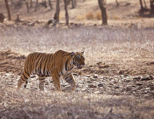 Attraktion von Ranthambore: Bengaltiger