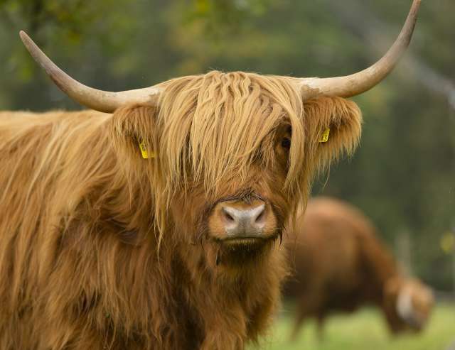 Highland Rind
