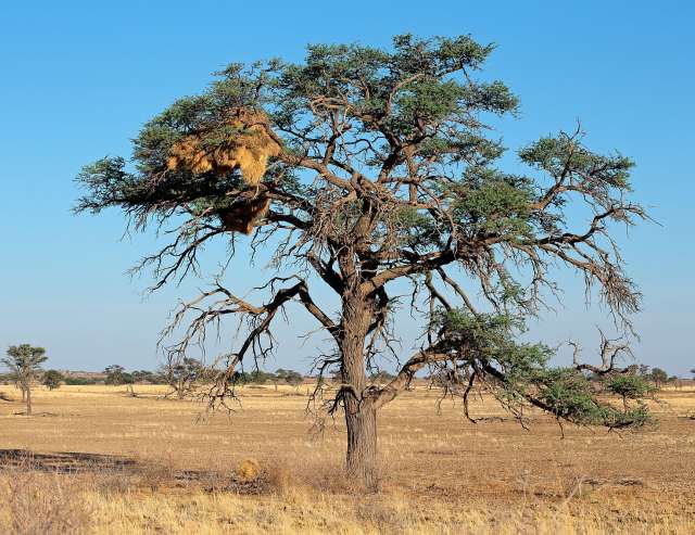 bei Mariental: Akazie mit Webernest