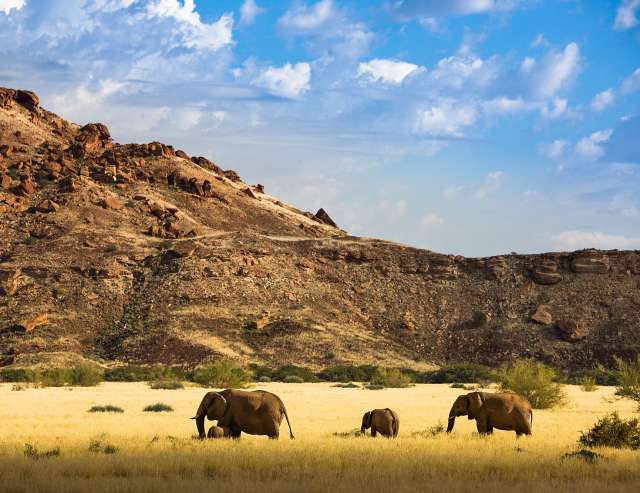 Wüstenelefanten bei Khorixas: Damaraland