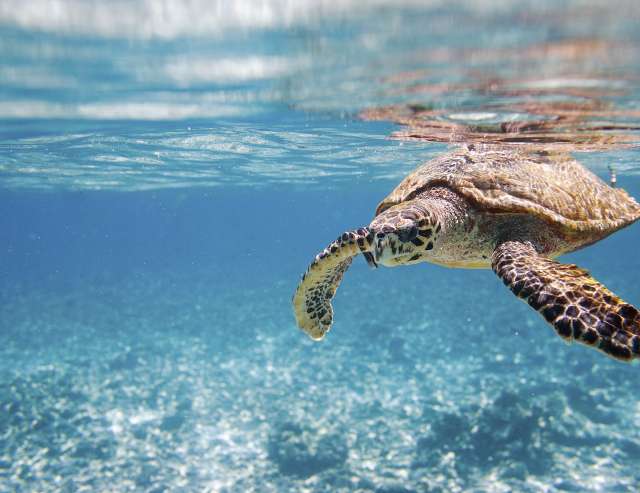 Hawksbill Seeschildkröte