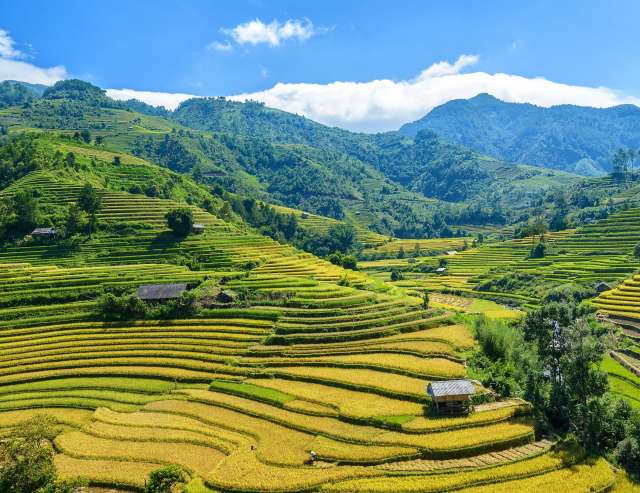 Nordvietnam: Reisterrassen