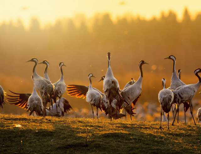 Kraniche in Hornborgarsjon