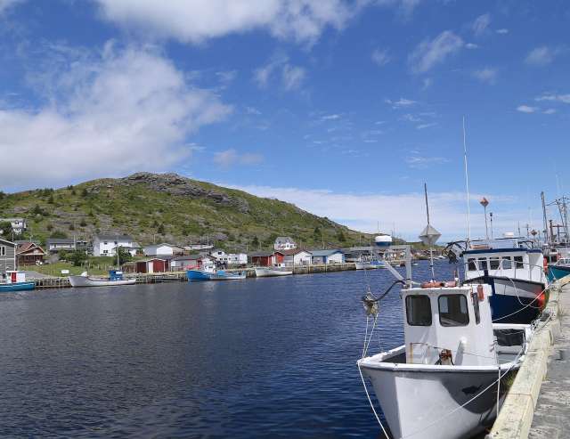 Paradies für Seevögel: Halbinsel Avalon
