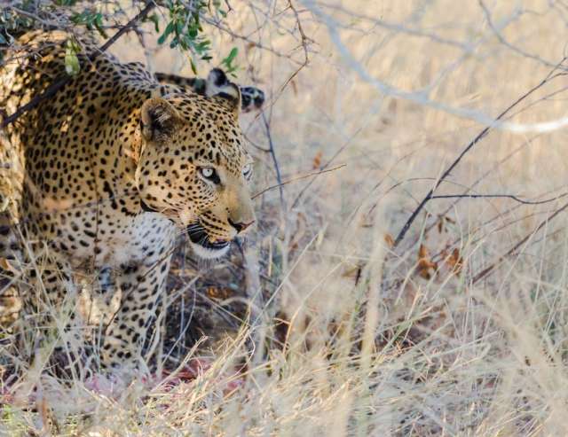 gut getarnt: Leopard im Etosha Park