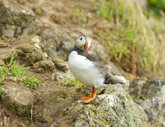 Atlantic Puffin: Skomer Island, West Wales