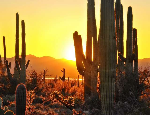 Land der Kakteen: Arizona