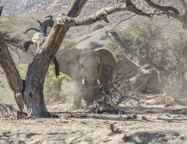 im trockenen Flussbett: Wüstenelefant im Kaokoveld