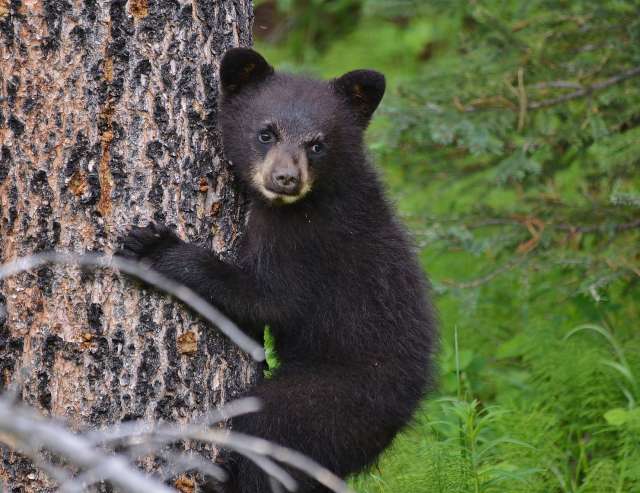 Baby Schwarzbär