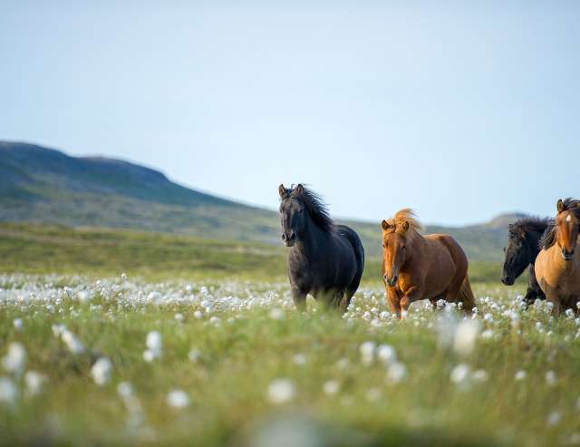 Island-Pferde