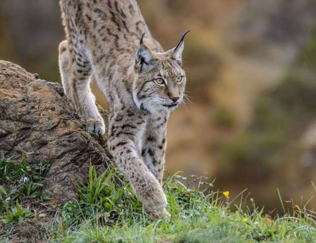 auf der Jagd: Luchs in Tiveden