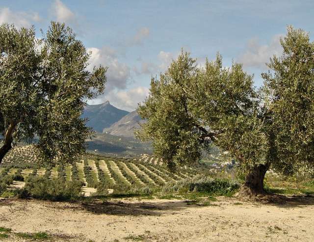 Olivenbäume in Andalusien