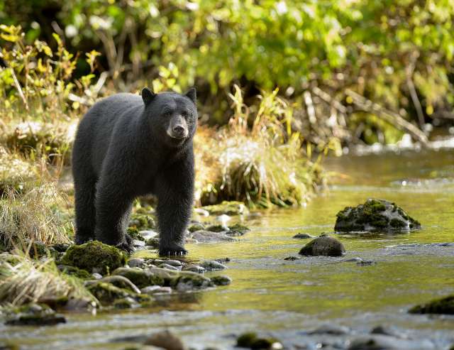 Heimat des Schwarzbären: Gewässer des Clayoquot Sounds