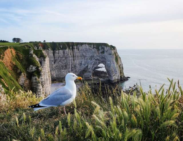 Kreideklippen gibt's auch in der Normandie.
