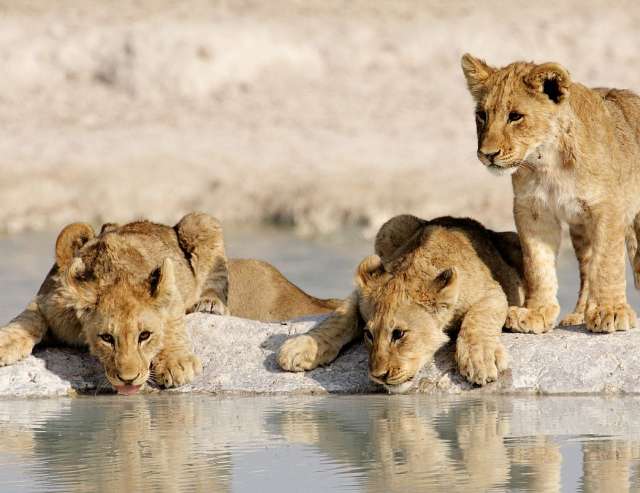 Wasserloch im Etoshapark