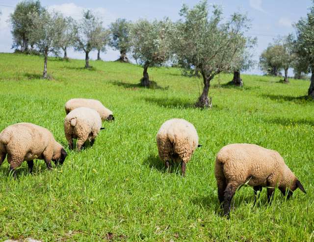 Schafe, Oliven, mittelalterliche Städte: Alentejo