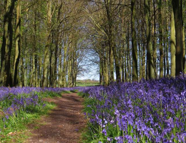Bluebells im Wald, Hertfordshire UK