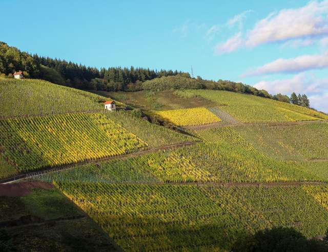 Weinberge