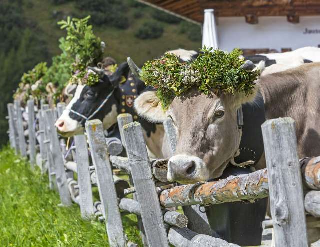 Kühe mit traditioneller Dekoration während des Almabtriebs