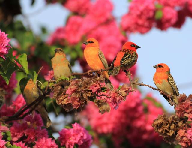 Der Kardinal: mittlerweile eine heimische Vogelart