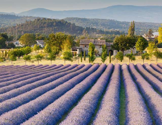 Lavendelfelder und uralte Dörfer: Provence