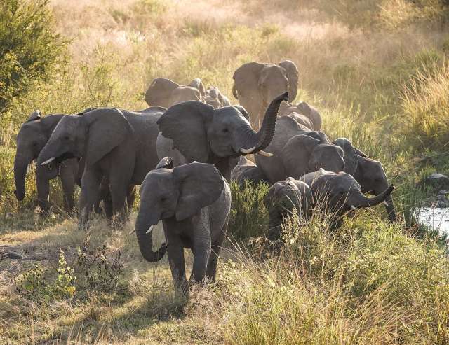 Krüger Nationalpark: Elefanten trinken an einer Wasserstelle